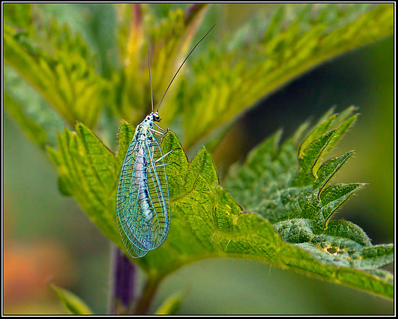 Blue Lacewing (Chrysopa perla), Upton Warren Moors, 25 June 2012