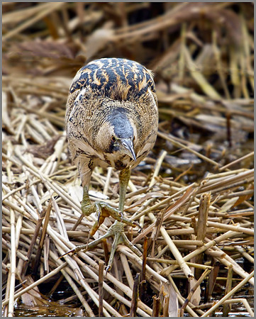Bittern, Upton Warren North Moors, 15 April 2010