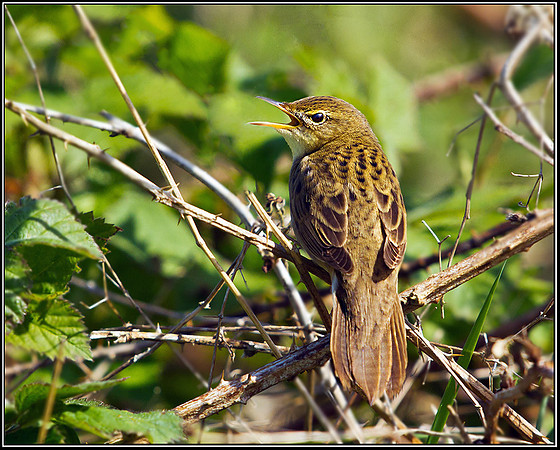 Grasshopper Warbler, Anglesey, 08 May 2011