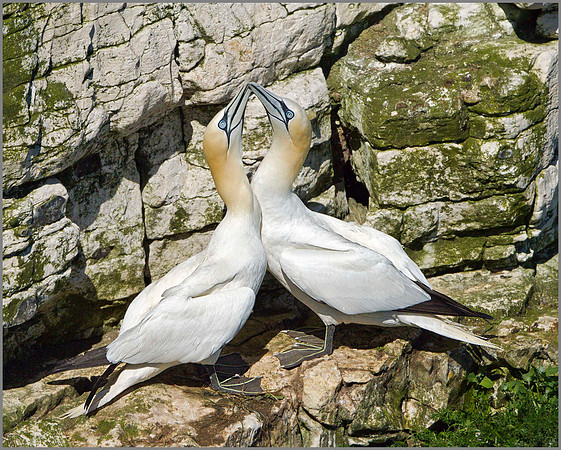 Gannets (Morus bassanus), Bempton Cliffs, June 2014