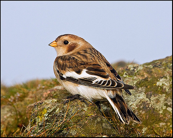 Snow Bunting, Malvern Hills, 24 September 2009