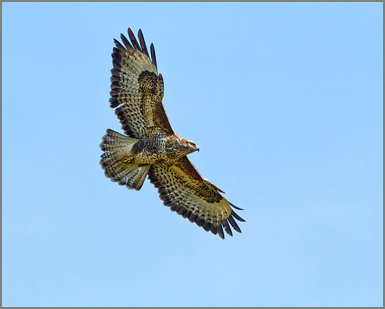 Buzzard (Buteo buteo), Rhayader, March 2014