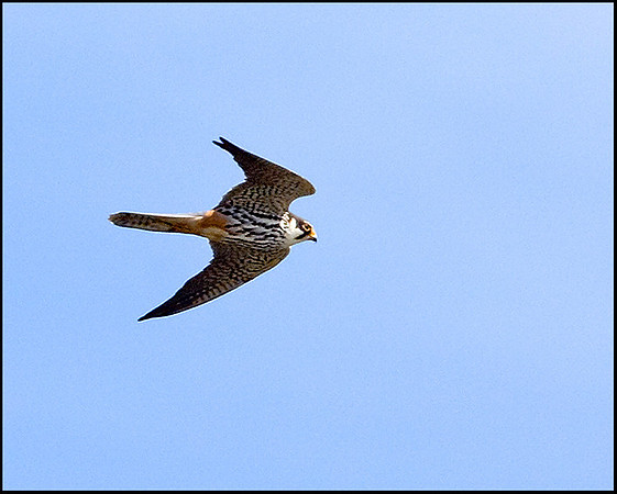 Hobby, Upton Warren Moors, 11 May 2009