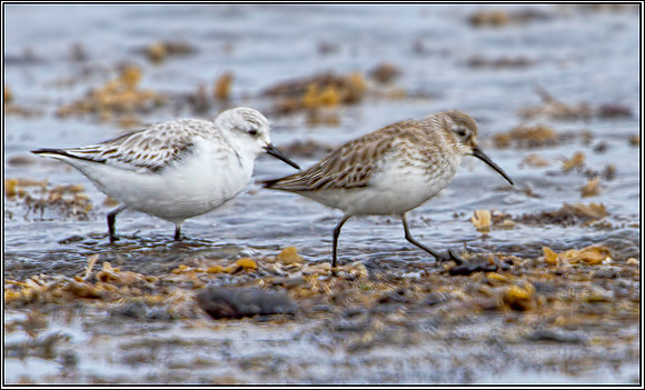 Sanderling & Dunlin, Norfolk, April 2012