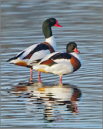 Shelduck (Tadorna tadorna), Upton Warren NR, January 2014