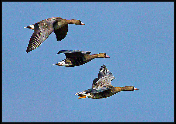 White-fronted Geese, Slimbridge, March 2011