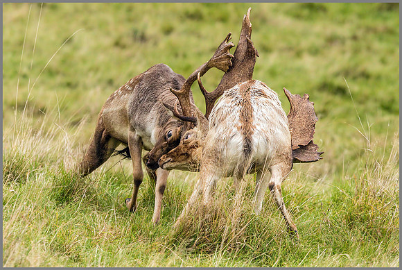 Fallow Deer Bucks (Dama dama), Charlecote Park, October 2016