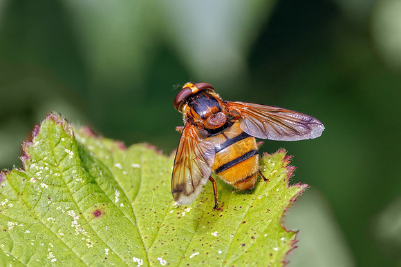Lesser Hornet Fly - Volucella inanis, Trench Wood, 30 August 2022