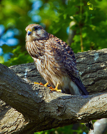 Kestrel, Malvern, 04 May 2011