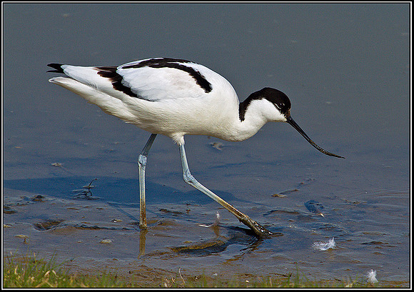 Avocet, Upton Warren Flashes, 10 April 2011