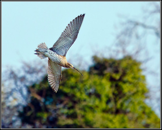 Curlew, Upton Warren Flashes, 21 March 2012