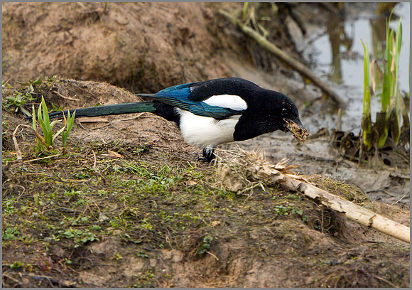 Magpie (Pica pica), Upton Warren, March 2014