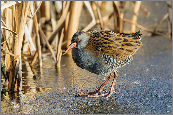 Water Rail (Rallus aquaticus), Upton Warren, February 2015