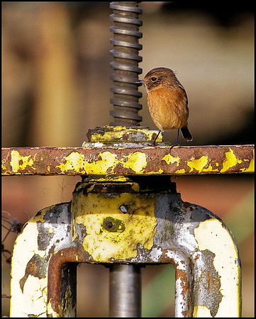 Stonechat, Grimley, December 2009