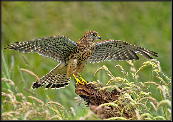 Common Kestrel (Falco tinnunculus), Gloucestershire, 29 June 2012