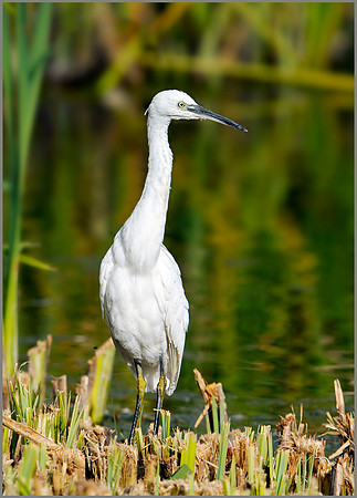 Little Egret (Egretta garzetta), Upton Warren, September 2014