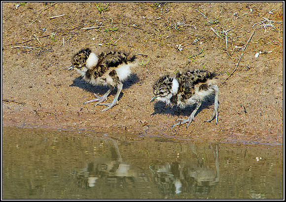 Lapwing Chicks, Upton Warren Flashes, 30 April 2011