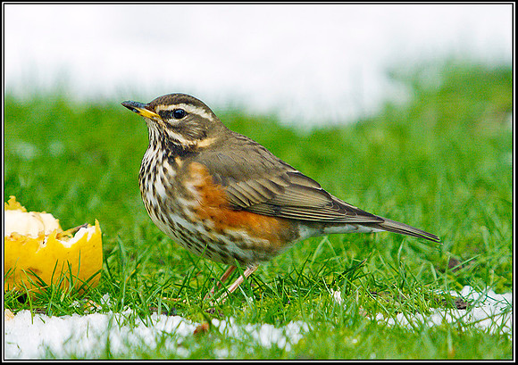 Redwing, Garden, 05 February 2012