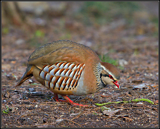 Red-legged Partridge, Warwickshire, January 2011