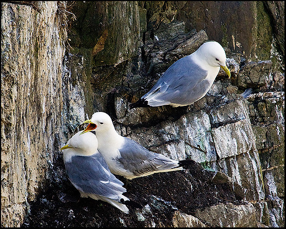 Kittiwakes, Anglesey, 23 July 2009