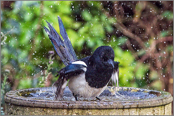 Magpie (Pica pica), Garden, January 2015