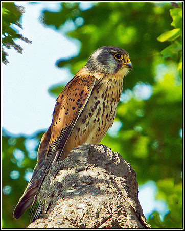 Kestrel, Malvern, 04 May 2011