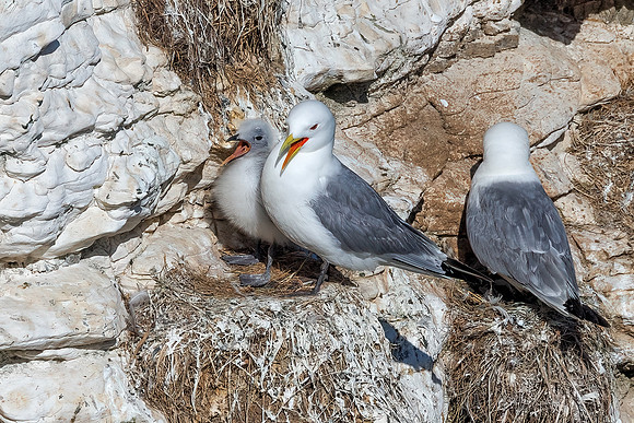 Black-legged Kittiwakes - Rissa tridactyla, Yorkshire, June 2022