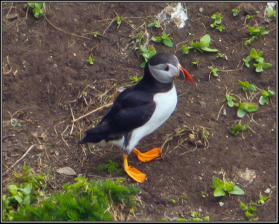 Puffin, Anglesey, 12 May 2011