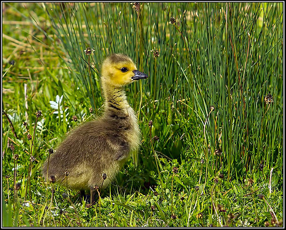 Canada Goose Gosling, Upton Warren Moors, 16 May 2012