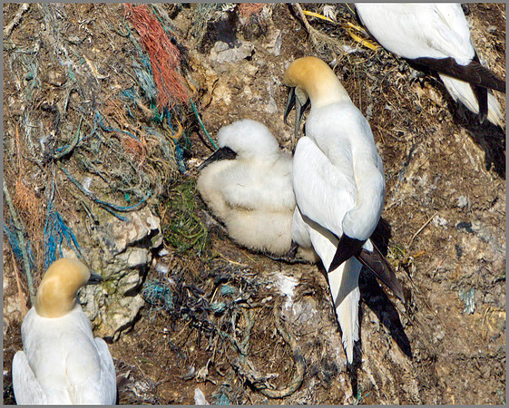 Gannets (Morus bassanus), Bempton Cliffs, June 2014
