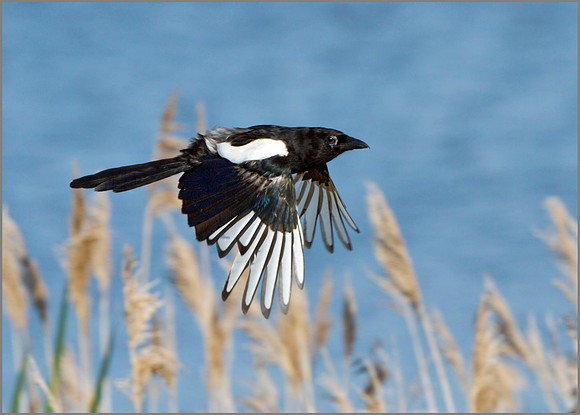 Magpie (Pica pica), Upton Warren NR, June 2014