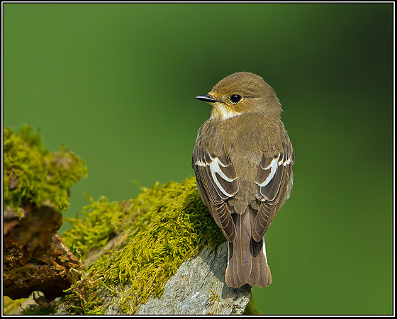 Female Pied Flycatcher, Powys, 18 May 2012