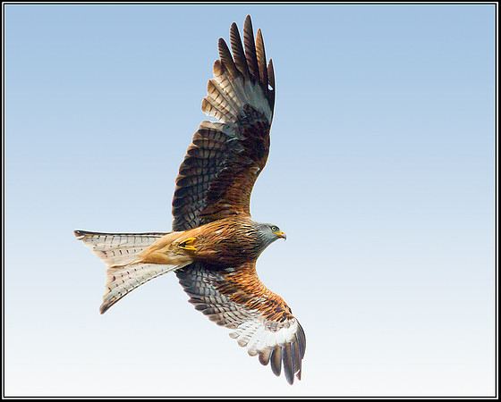 Red Kite, Ceredigion, 20 May 2011