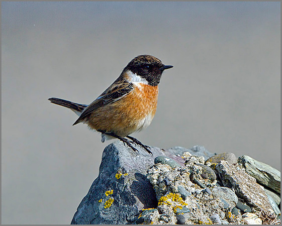 Male Stonechat (Saxicola torquatus), Anglesey, April 2014