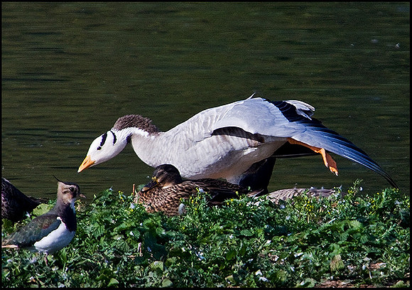 Bar-headed Goose 'Escapee', Upton Warren Moors, 14 October 2009