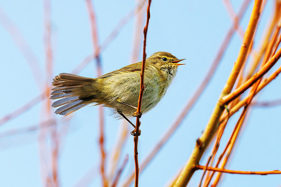 Common Chiffchaff - Phylloscopus collybita , Slimbridge WWT, March 2022