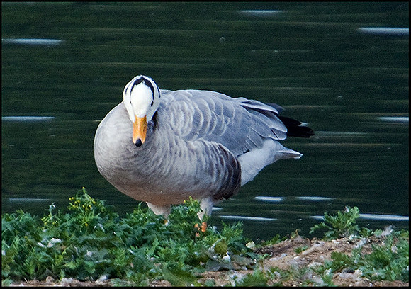 Bar-headed Goose 'Escapee', Upton Warren Moors, 14 October 2009