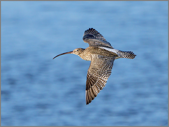 Curlew (Numenius arquata),  Upton Warren, December 2014