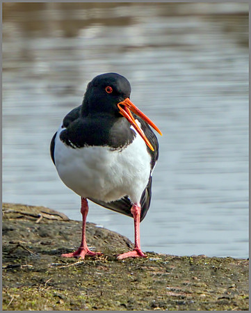 Eurasian Oystercatcher (Haematopus ostralegus).
