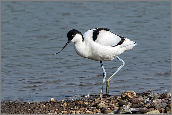 Pied Avocet (Recurvirostra avosetta).