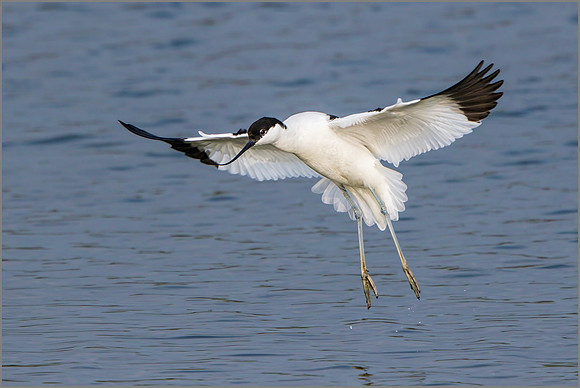 Pied Avocet (Recurvirostra avosetta).