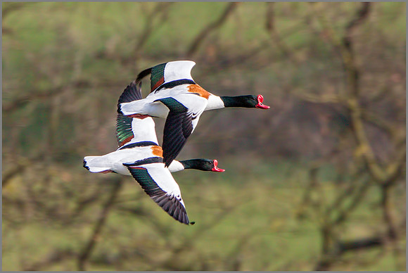 Drake Shelducks (Tadorna tadorna).
