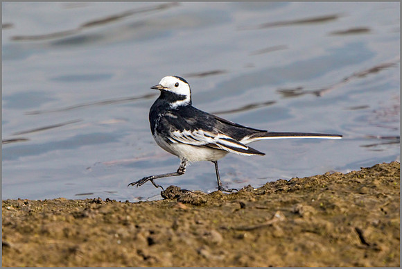 Pied Wagtail (Motacilla alba).