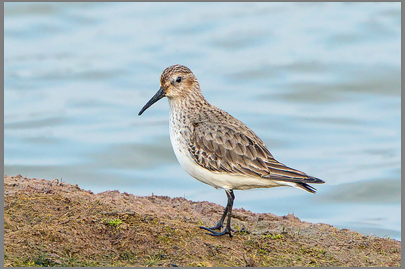 Dunlin (Calidris alpina).