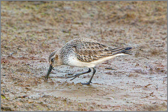 Dunlin (Calidris alpina).