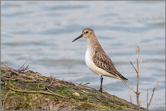 Dunlin (Calidris alpina).