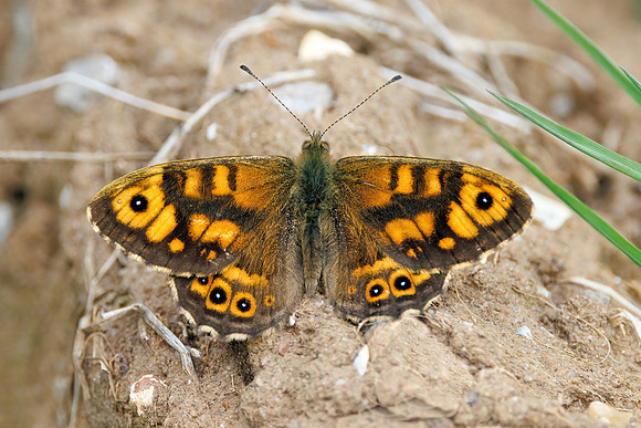 Wall - Lasiommata megera, Norfolk, September 2022
