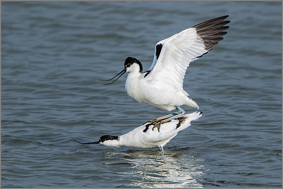 Pied Avocets (Recurvirostra avosetta).