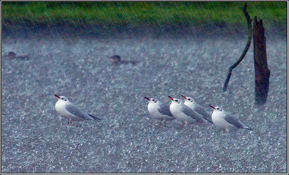 Black-headed Gulls (Chroicocephalus ridibundus), Upton Warren Flashes, 25 August 2012