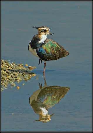 Northern Lapwing (Vanellus vanellus), Upton Warren Flashes, 25 August 2012